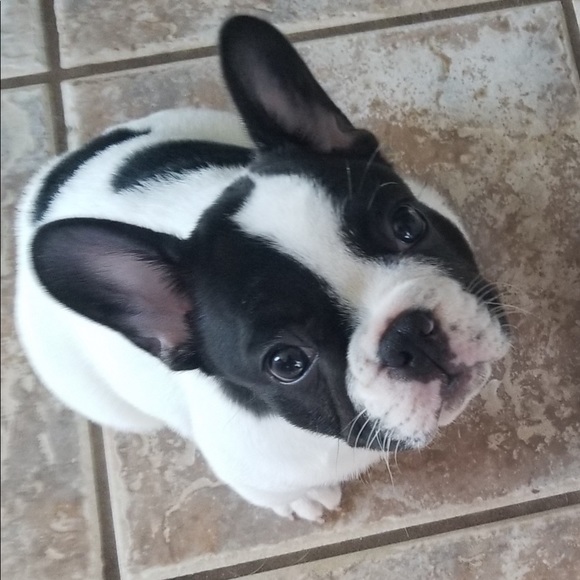 Meet your Posher, Dani ๐พ - Picture 6 of 16